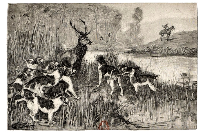 Illustration tirée du Manuel de Vènerie française - Emmanuel Le Couteulx de Canteleu (1890) - Hachette et Cie (Paris) - BnF (Gallica) 1